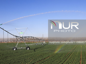 A farmer is performing sprinkler irrigation in a field in Zouping, China, on March 20, 2024. (