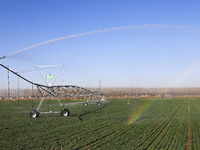 A farmer is performing sprinkler irrigation in a field in Zouping, China, on March 20, 2024. (