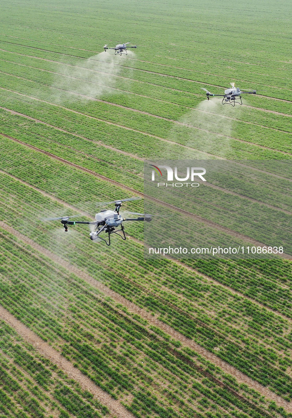 Drones are carrying out sprinkler irrigation operations on farmland in Zouping, China, on March 20, 2024. 