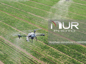 Drones are carrying out sprinkler irrigation operations on farmland in Zouping, China, on March 20, 2024. (