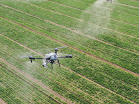 Drones are carrying out sprinkler irrigation operations on farmland in Zouping, China, on March 20, 2024. (