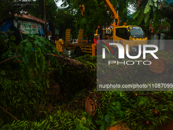 Officers are cutting trees that have fallen due to extreme weather in Medan City, North Sumatra, Indonesia, on March 20, 2024. The Meteorolo...