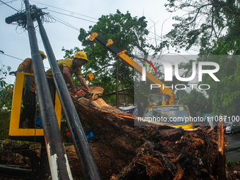 Officers are cutting trees that have fallen due to extreme weather in Medan City, North Sumatra, Indonesia, on March 20, 2024. The Meteorolo...