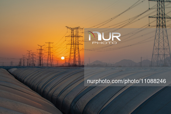 High-voltage power lines and potato greenhouses are being seen at sunset in Tengzhou, China, on March 20, 2024. 