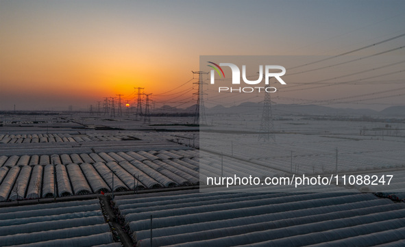 High-voltage power lines and potato greenhouses are being seen at sunset in Tengzhou, China, on March 20, 2024. 