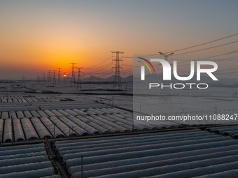 High-voltage power lines and potato greenhouses are being seen at sunset in Tengzhou, China, on March 20, 2024. (