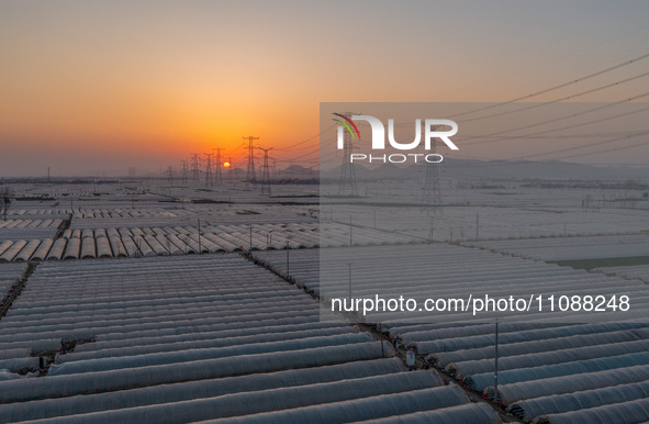 High-voltage power lines and potato greenhouses are being seen at sunset in Tengzhou, China, on March 20, 2024. 