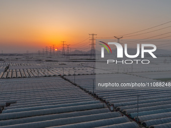 High-voltage power lines and potato greenhouses are being seen at sunset in Tengzhou, China, on March 20, 2024. (