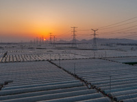 High-voltage power lines and potato greenhouses are being seen at sunset in Tengzhou, China, on March 20, 2024. (