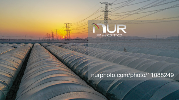 High-voltage power lines and potato greenhouses are being seen at sunset in Tengzhou, China, on March 20, 2024. 