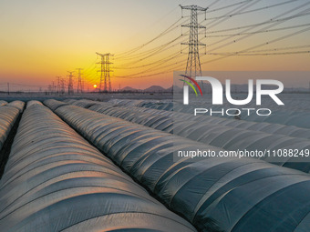 High-voltage power lines and potato greenhouses are being seen at sunset in Tengzhou, China, on March 20, 2024. (