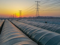 High-voltage power lines and potato greenhouses are being seen at sunset in Tengzhou, China, on March 20, 2024. (