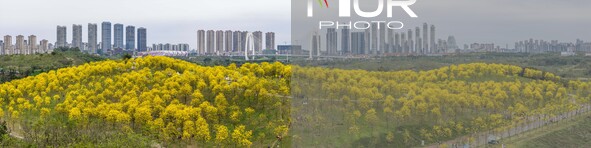 Tabebuia chrysantha trees are blooming at the Qingxiu Mountain Wind Chime Valley in Nanning, China, on March 19, 2024. 