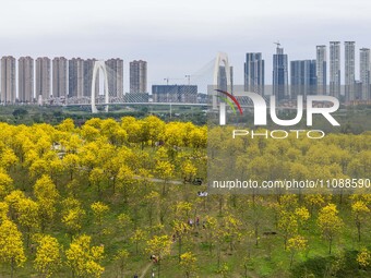 Tabebuia chrysantha trees are blooming at the Qingxiu Mountain Wind Chime Valley in Nanning, China, on March 19, 2024. (