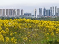 Tabebuia chrysantha trees are blooming at the Qingxiu Mountain Wind Chime Valley in Nanning, China, on March 19, 2024. (