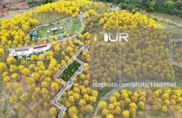 Tabebuia chrysantha trees are blooming at the Qingxiu Mountain Wind Chime Valley in Nanning, China, on March 19, 2024. 