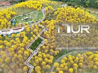 Tabebuia chrysantha trees are blooming at the Qingxiu Mountain Wind Chime Valley in Nanning, China, on March 19, 2024. (