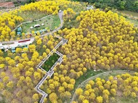 Tabebuia chrysantha trees are blooming at the Qingxiu Mountain Wind Chime Valley in Nanning, China, on March 19, 2024. (