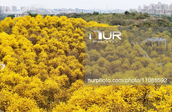 Tabebuia chrysantha trees are blooming at the Qingxiu Mountain Wind Chime Valley in Nanning, China, on March 19, 2024. 