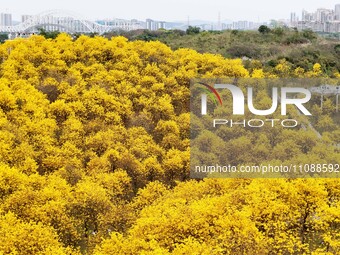 Tabebuia chrysantha trees are blooming at the Qingxiu Mountain Wind Chime Valley in Nanning, China, on March 19, 2024. (