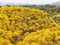 Tabebuia chrysantha trees are blooming at the Qingxiu Mountain Wind Chime Valley in Nanning, China, on March 19, 2024. (