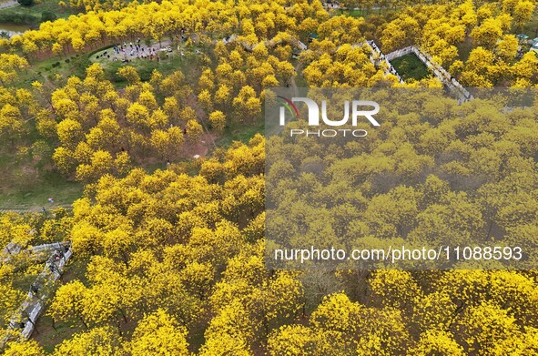 Tabebuia chrysantha trees are blooming at the Qingxiu Mountain Wind Chime Valley in Nanning, China, on March 19, 2024. 