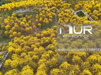 Tabebuia chrysantha trees are blooming at the Qingxiu Mountain Wind Chime Valley in Nanning, China, on March 19, 2024. (