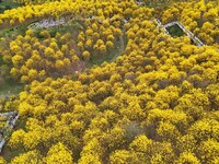 Tabebuia chrysantha trees are blooming at the Qingxiu Mountain Wind Chime Valley in Nanning, China, on March 19, 2024. (