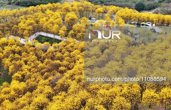 Tabebuia chrysantha trees are blooming at the Qingxiu Mountain Wind Chime Valley in Nanning, China, on March 19, 2024. 