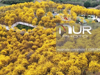 Tabebuia chrysantha trees are blooming at the Qingxiu Mountain Wind Chime Valley in Nanning, China, on March 19, 2024. (