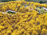 Tabebuia chrysantha trees are blooming at the Qingxiu Mountain Wind Chime Valley in Nanning, China, on March 19, 2024. (