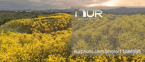 Tabebuia chrysantha trees are blooming at the Qingxiu Mountain Wind Chime Valley in Nanning, China, on March 19, 2024. 