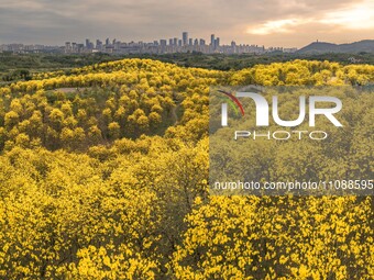 Tabebuia chrysantha trees are blooming at the Qingxiu Mountain Wind Chime Valley in Nanning, China, on March 19, 2024. (