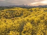 Tabebuia chrysantha trees are blooming at the Qingxiu Mountain Wind Chime Valley in Nanning, China, on March 19, 2024. (