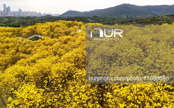 Tabebuia chrysantha trees are blooming at the Qingxiu Mountain Wind Chime Valley in Nanning, China, on March 19, 2024. 