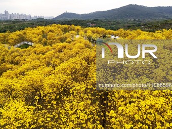 Tabebuia chrysantha trees are blooming at the Qingxiu Mountain Wind Chime Valley in Nanning, China, on March 19, 2024. (