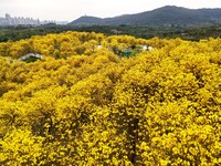 Tabebuia chrysantha trees are blooming at the Qingxiu Mountain Wind Chime Valley in Nanning, China, on March 19, 2024. (