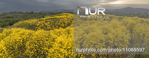 Tabebuia chrysantha trees are blooming at the Qingxiu Mountain Wind Chime Valley in Nanning, China, on March 19, 2024. 