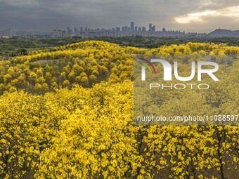 Tabebuia chrysantha trees are blooming at the Qingxiu Mountain Wind Chime Valley in Nanning, China, on March 19, 2024. (