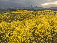 Tabebuia chrysantha trees are blooming at the Qingxiu Mountain Wind Chime Valley in Nanning, China, on March 19, 2024. (