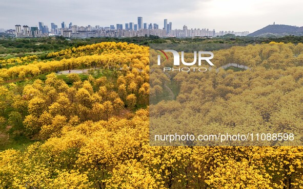 Tabebuia chrysantha trees are blooming at the Qingxiu Mountain Wind Chime Valley in Nanning, China, on March 19, 2024. 