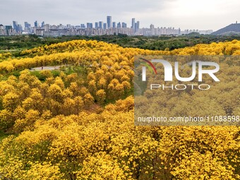 Tabebuia chrysantha trees are blooming at the Qingxiu Mountain Wind Chime Valley in Nanning, China, on March 19, 2024. (