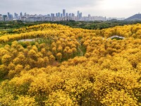 Tabebuia chrysantha trees are blooming at the Qingxiu Mountain Wind Chime Valley in Nanning, China, on March 19, 2024. (