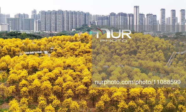 Tabebuia chrysantha trees are blooming at the Qingxiu Mountain Wind Chime Valley in Nanning, China, on March 19, 2024. 