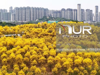 Tabebuia chrysantha trees are blooming at the Qingxiu Mountain Wind Chime Valley in Nanning, China, on March 19, 2024. (