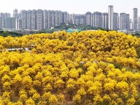 Tabebuia chrysantha trees are blooming at the Qingxiu Mountain Wind Chime Valley in Nanning, China, on March 19, 2024. (