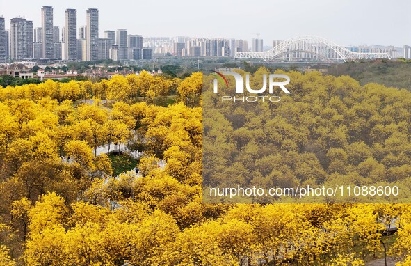 Tabebuia chrysantha trees are blooming at the Qingxiu Mountain Wind Chime Valley in Nanning, China, on March 19, 2024. 