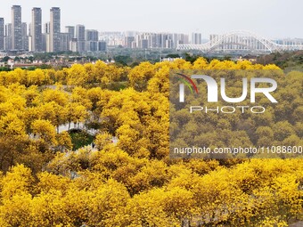 Tabebuia chrysantha trees are blooming at the Qingxiu Mountain Wind Chime Valley in Nanning, China, on March 19, 2024. (