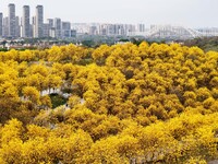 Tabebuia chrysantha trees are blooming at the Qingxiu Mountain Wind Chime Valley in Nanning, China, on March 19, 2024. (