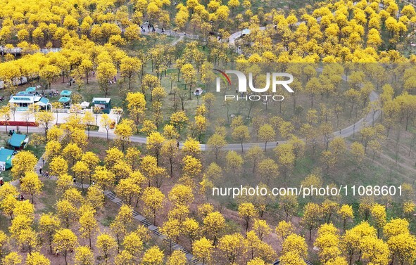 Tabebuia chrysantha trees are blooming at the Qingxiu Mountain Wind Chime Valley in Nanning, China, on March 19, 2024. 